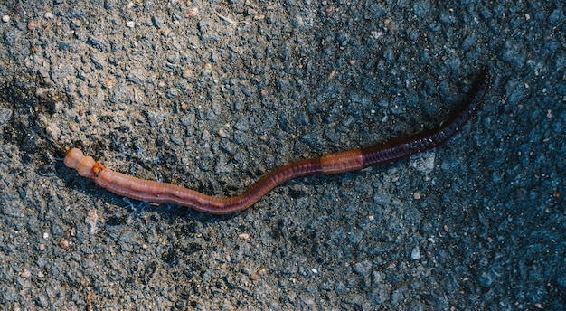 Lombriz dendrobena en una carretera asfaltada