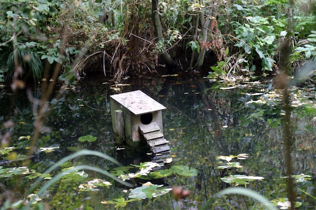 Foto london park duck house