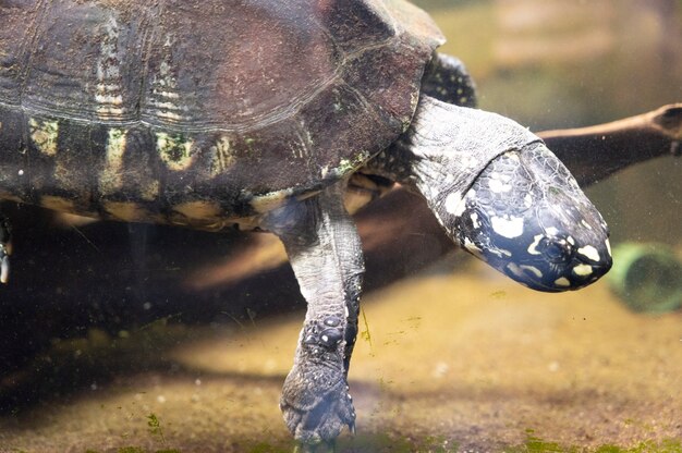 Londres, Reino Unido, 22 de julho de 2021: tartaruga no aquário no terrário London Zoo Park