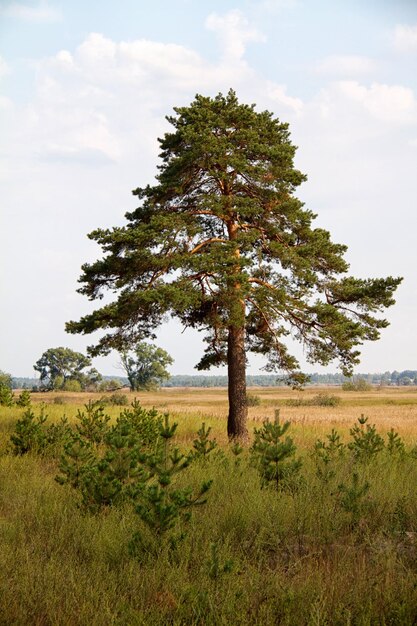 Lonely árbol