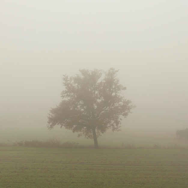 Lonely árbol