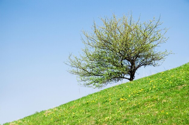 Lonely árbol