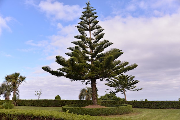 Lonely árbol