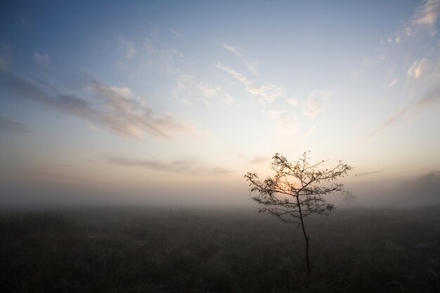 Lonely Tree