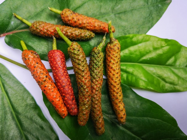 Long Pepper ist ein Gewürz, das Gewürze verwendet. Und die Zutaten der alten Medizin.