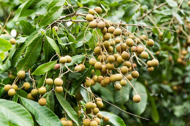 Longan en el árbol