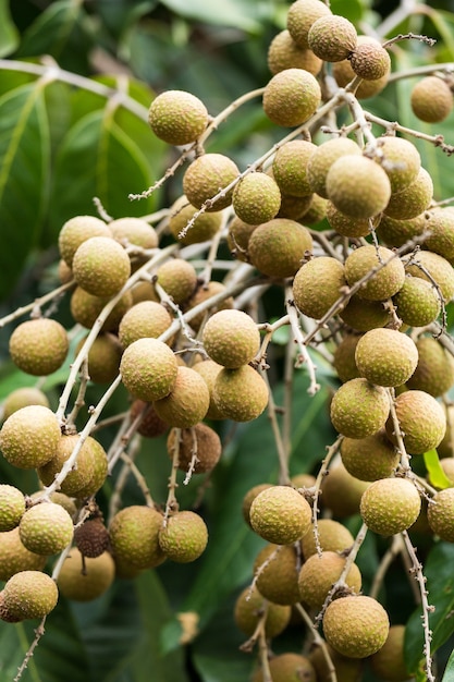 Longan en el árbol