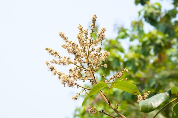 Longan blüht im Garten mit weichem blauem Himmel des Hintergrundes