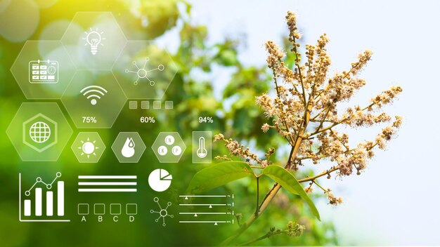 Foto longan-blumenbaum süße früchte mit infografiken intelligente landwirtschaft und präzisionslandwirtschaft mit visuellem symbol digitaler technologie landwirtschaft und intelligentes landwirtschaftskonzept