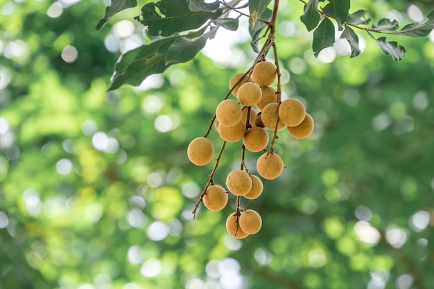 Longan fresco amarillo en árbol