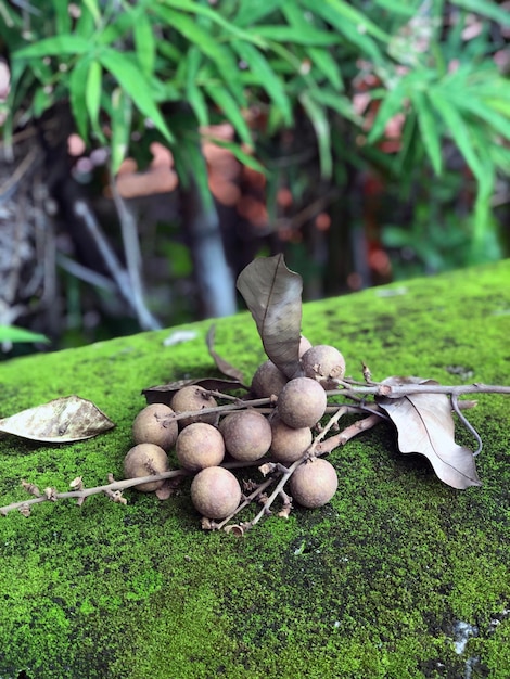 Longan fruta asiático