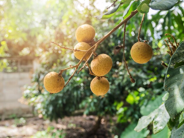 Longan maduro y fresco que cuelga en la ramificación, huerto de Longan