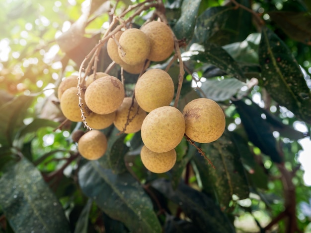 Longan maduro y fresco que cuelga en la ramificación, huerto de Longan