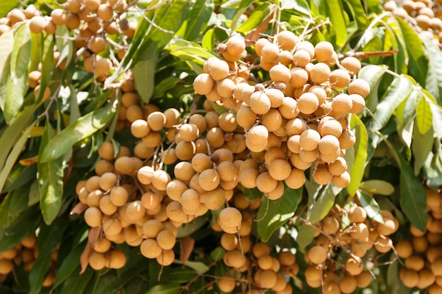 Longan na árvore