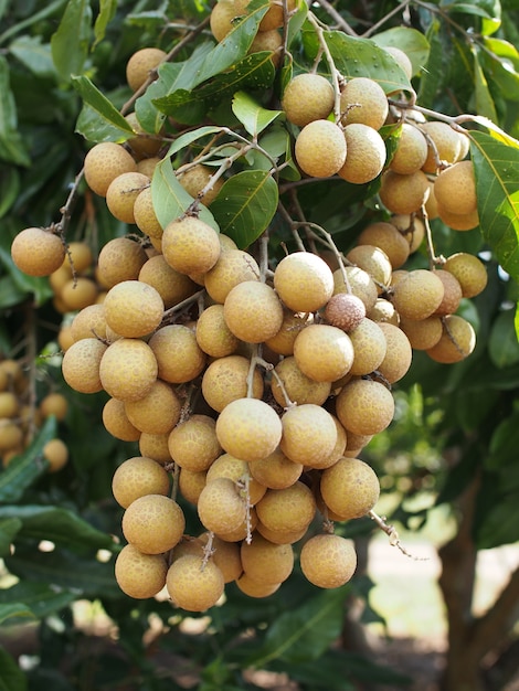 Longan no jardim