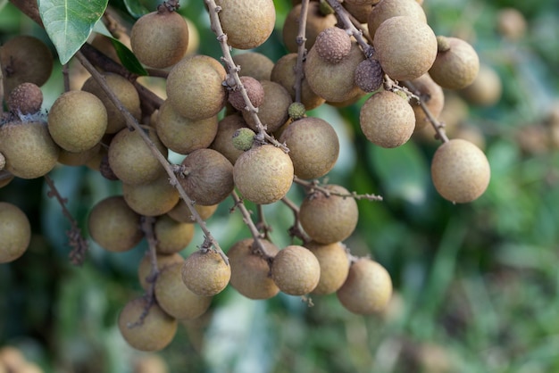 Longan Obstgärten - Tropische Früchte junge longan in Lamphun, Thailand