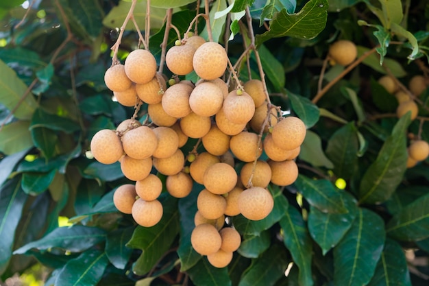 Longan orchards - Frutas tropicales longan joven en Tailandia