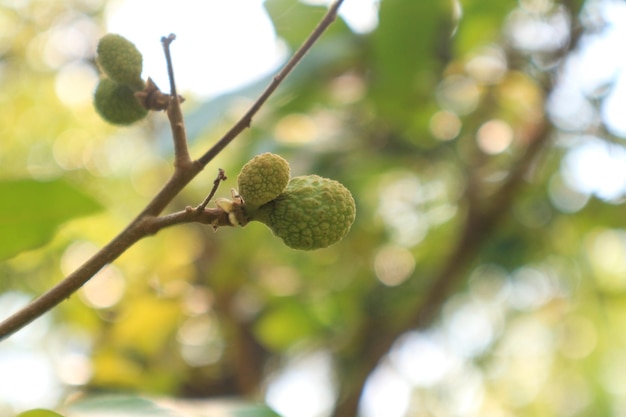 Longan pomares Frutas tropicais linda longan no jardim