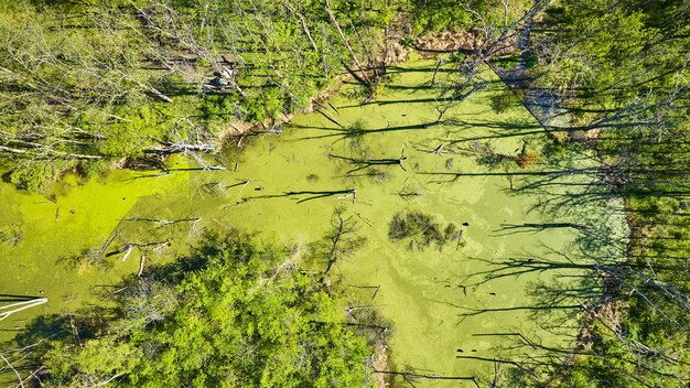 Longas sombras de árvores mortas sobre a vista para baixo do pântano pantanoso