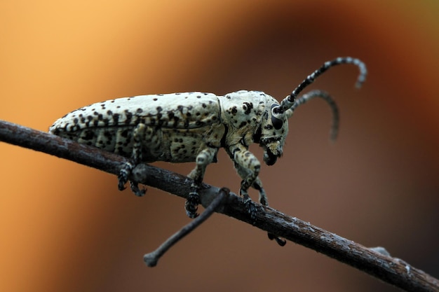 Foto longhorn beetles insekt seitenansicht auf ast