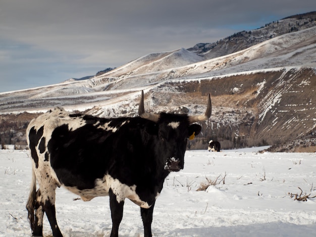 Longhorn do Texas na fazenda em Silverthorne, Colorado.