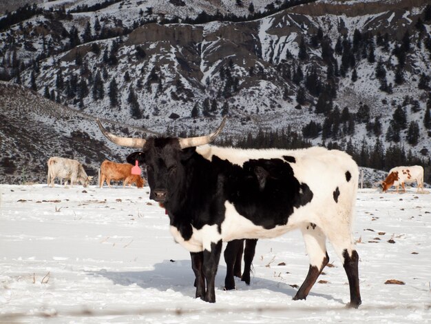 Longhorn do Texas na fazenda em Silverthorne, Colorado.