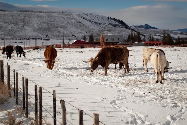 Longhorn do Texas na fazenda em Silverthorne, Colorado.