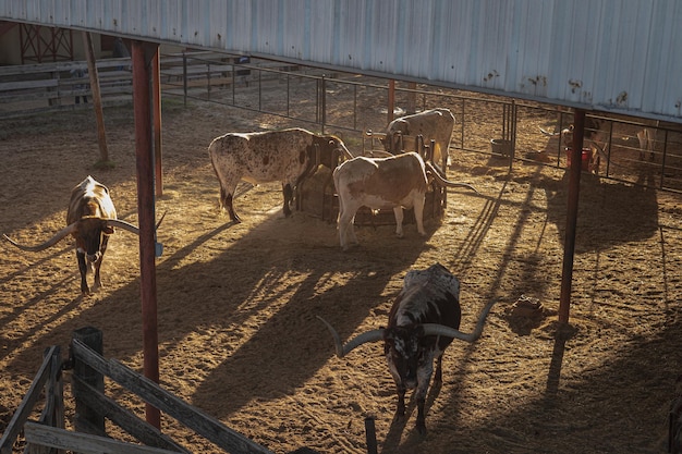 Longhorns da hora dourada