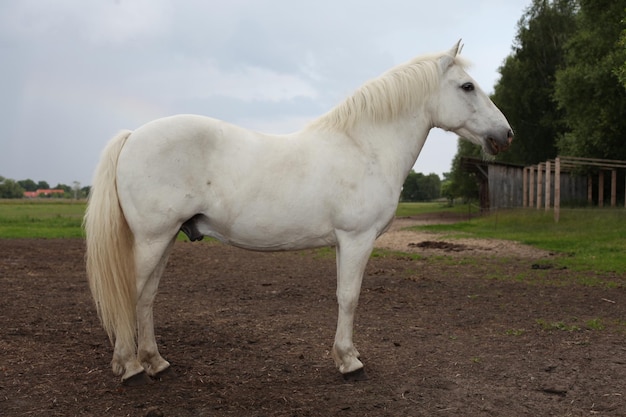 Foto longitud completa de caballo blanco de pie en el campo contra el cielo