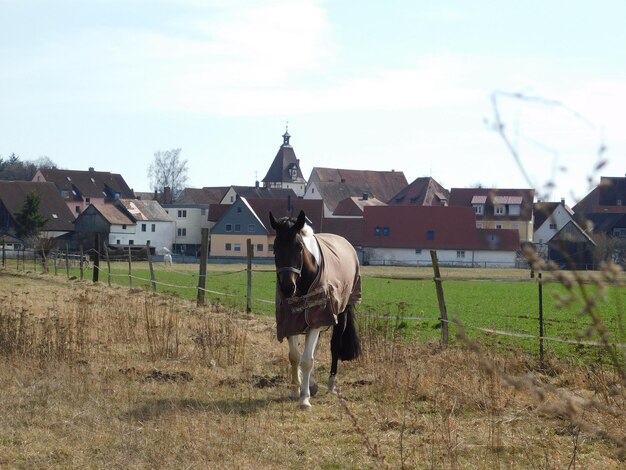 Foto la longitud completa de un caballo de pie en el campo contra los edificios