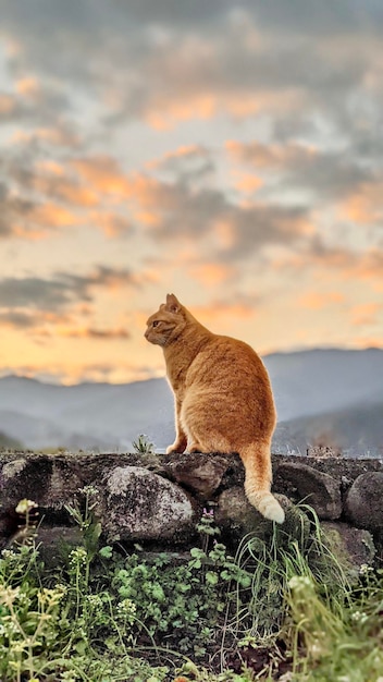 Foto longitud completa de un gato sentado en una roca contra el cielo