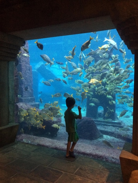 Foto longitud completa de los peces en el acuario