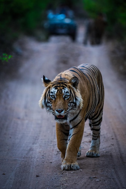 Foto longitud completa de tigre caminando con jeep en el fondo en la carretera