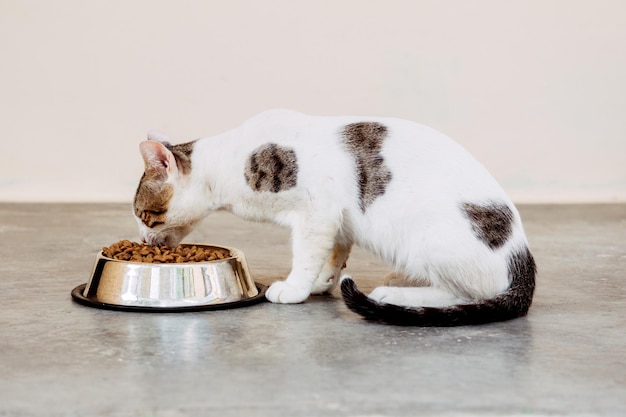 Longitud total de un gato macho que toma un alimento para mascotas.