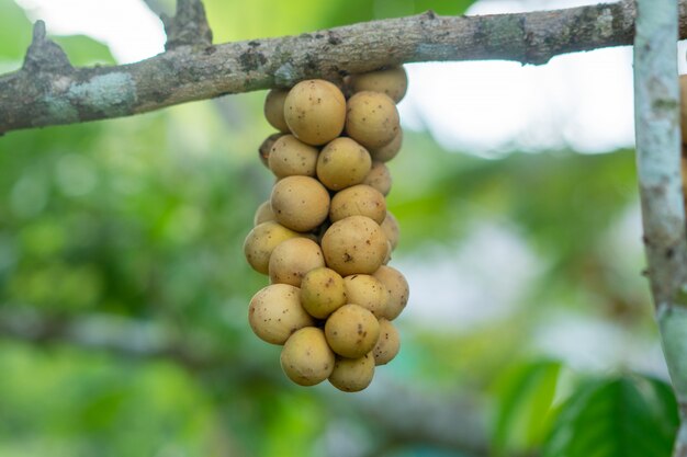 Longkong fruta do leste da Tailândia Beautiful resultados para venda.