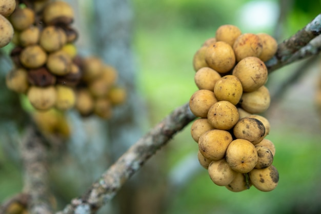 Longkong Obst aus Ostthailand Schöne Ergebnisse zu verkaufen.
