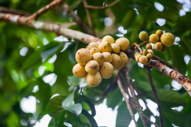 Longong fruta en el árbol en el jardín