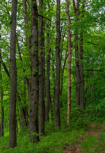 Longos troncos de carvalhos na floresta de verão