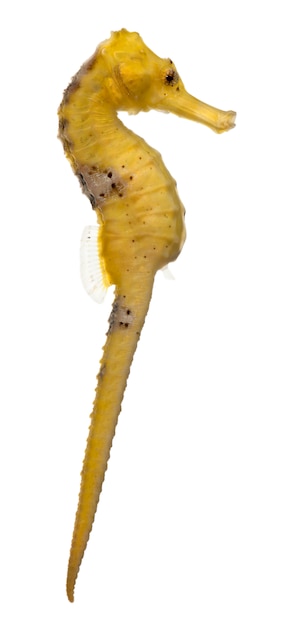 Longsnout seahorse delante de fondo blanco