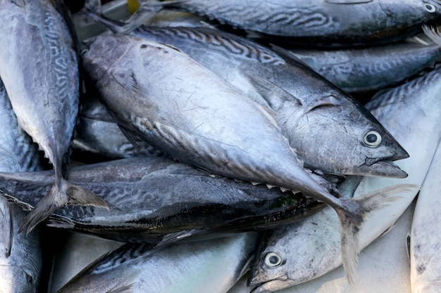 Longtail-Thunfisch oder nördlicher Blauflossenthunfisch auf dem Gerät