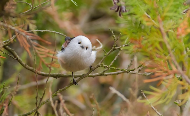 Longtailed Tit Aegithalos caudatus Mañana de otoño Hermoso pajarito sentado en una rama