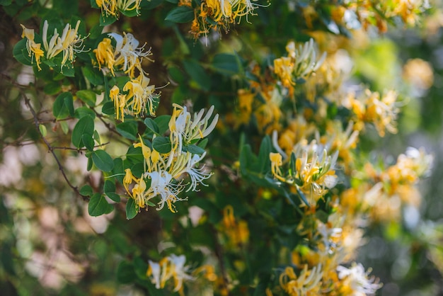 Lonicera japonica Thunb o madreselva japonesa flor amarilla y blanca en el jardín.