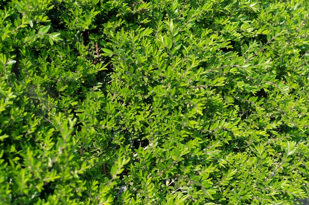 Lonicera pileata, Ligustergeißblatt oder kastenblättriges Geißblatt