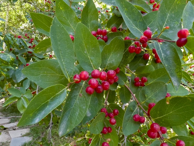 Lonicera tatarica