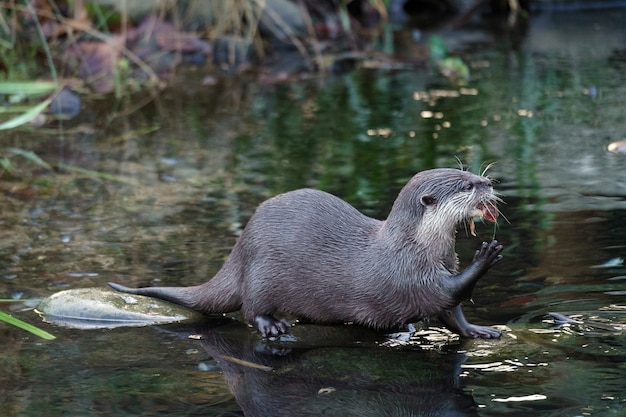 Lontra asiática com garras pequenas (aonyx cinerea syn. amblonyx cinereus)