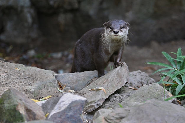 Lontra asiática em habitat natural