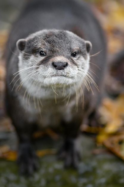 Lontra asiática