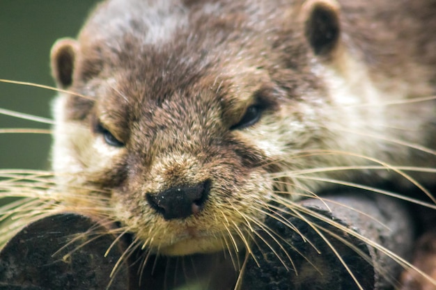 Lontra de garras pequenas deitada em troncos secosxAxA