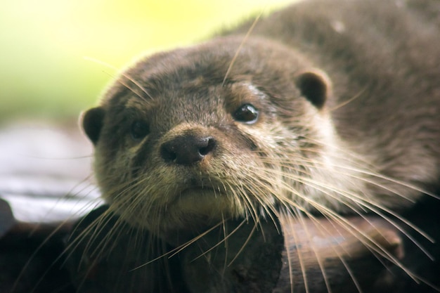 Lontra de garras pequenas deitada no tronco