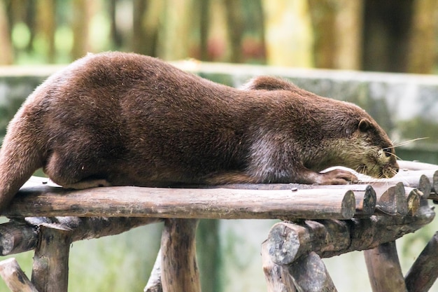 Lontra de garras pequenas deitada no tronco